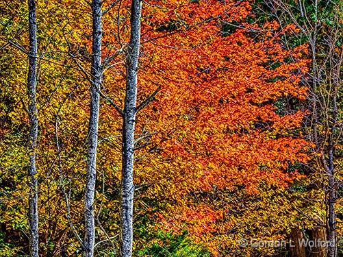 Autumn Tree_P1200399-401.jpg - Photographed near Perth, Ontario, Canada.